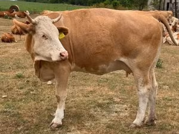 Tehén, Simmental cattle — Magyarország