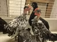 Japanese Bantam — photo 3