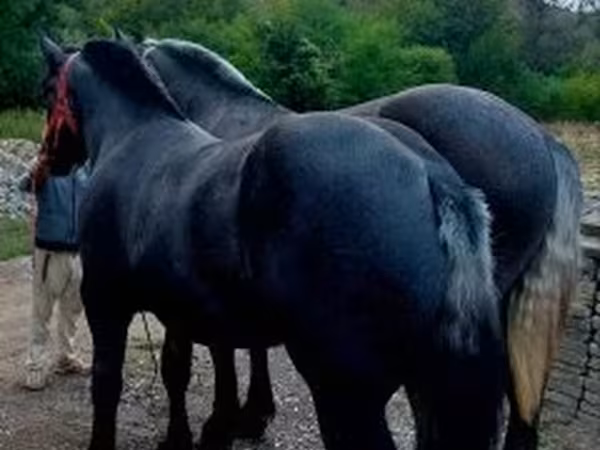 Hing, Percheron