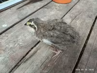 Quails — 照片 3