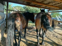 母马, Horses — 照片 4