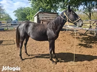 Yegua, Lipizzaner — foto 3