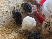 Quails — 照片 3