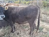 母牛, Cattle — 照片 2