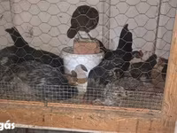 Chickens — الصورة 5