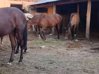 فرس, Kyrgyz Horse — الصورة 2