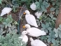 Ducks — الصورة 2