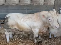 Bika, Charolais cattle — 1. fotó