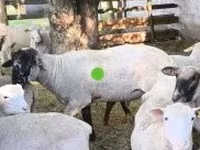 मेढ़ा, White Suffolk sheep — फ़ोटो 2