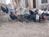 أمريكان باف — الصورة 5