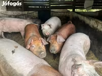 Säue, Schweine — Foto 3