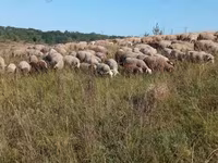 Sheep, Precoce sheep — photo 1