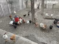Chickens — 3. fotó