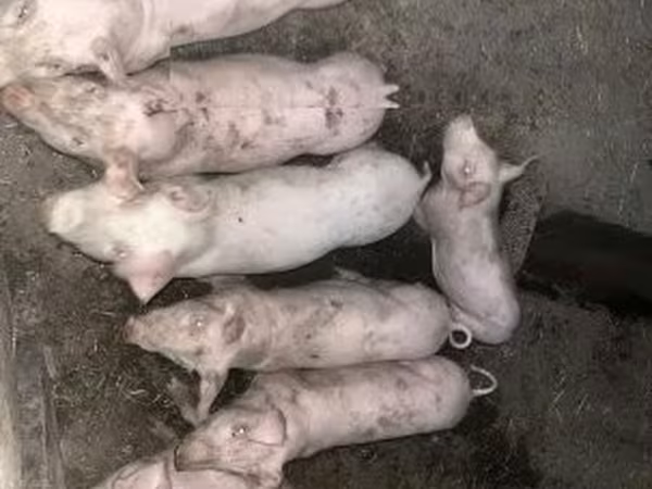 Truie, Porcs