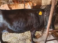 गाय, जंगली याक — फ़ोटो 4