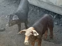Pigs (batch, sex not specified), Мангалица — photo 2