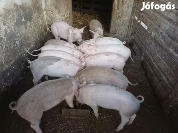 Pigs (batch, sex not specified), Pigs — Hungary