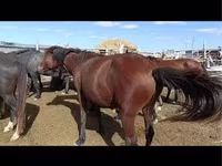 Yegua, Caballos — foto 6