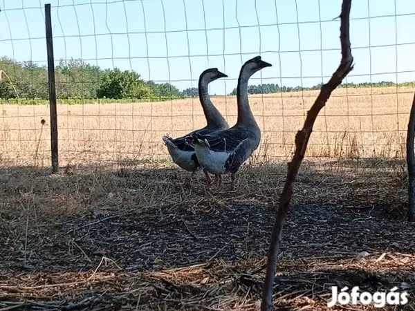 Geese
