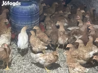 Chickens — फ़ोटो 2