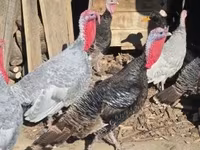 Turkeys — photo 2