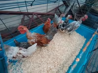 Chickens — foto 2