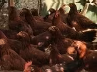 Chickens — Foto 2