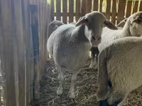 Juh, Merinoland sheep — 2. fotó