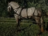 Hing, Lipizzaner — 6. fotó