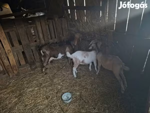 Bak, Alpine goat — Magyarország