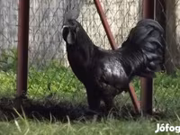 Ayam Cemani — photo 1