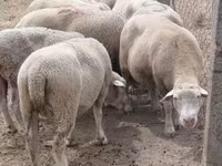 Schaf, Schafe — Foto 1