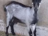 Cabra, Cabras — foto 1