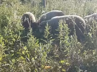Kos, Merino sheep — 2. fotó