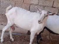 Ziege, Saanen goat — Foto 1