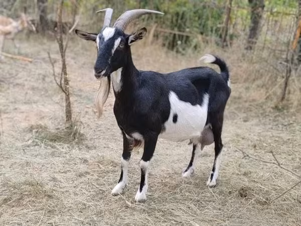 बकरी, Toggenburg goat