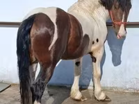 घोड़ा, Gypsy horse — फ़ोटो 2