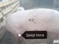 Süldőanya, Пьетрен — 5. fotó