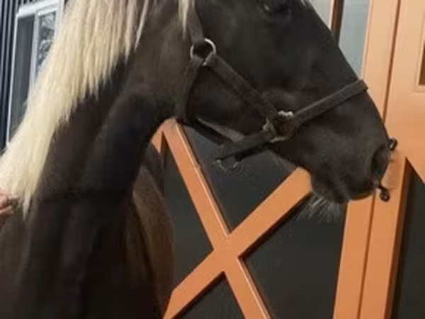 Hing, Rocky Mountain Horse