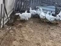 Geese — फ़ोटो 2