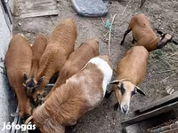 Kos, Cameroon sheep — 7. fotó