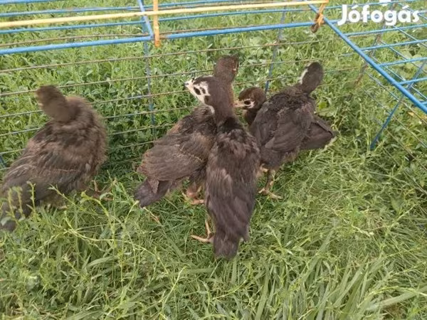 Turkeys