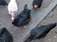 Chickens — 1. fotó