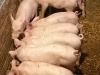 Sow, Pigs — photo 2