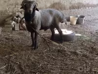 كبش, الأغنام — الصورة 3