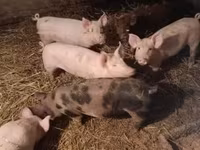 母猪, Pigs — 照片 1