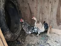 Bantam Japonesa — foto 3