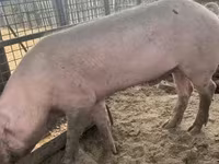 公猪, Pigs — 照片 1