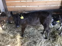 公牛, Limousin cow — 照片 2