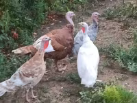 Turkeys — foto 2